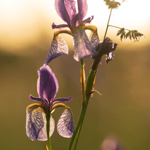 Ende Mai blühen in den sauren Wiesen des Ennstals die sibirischen Schwertlilien - Iris Sibirica